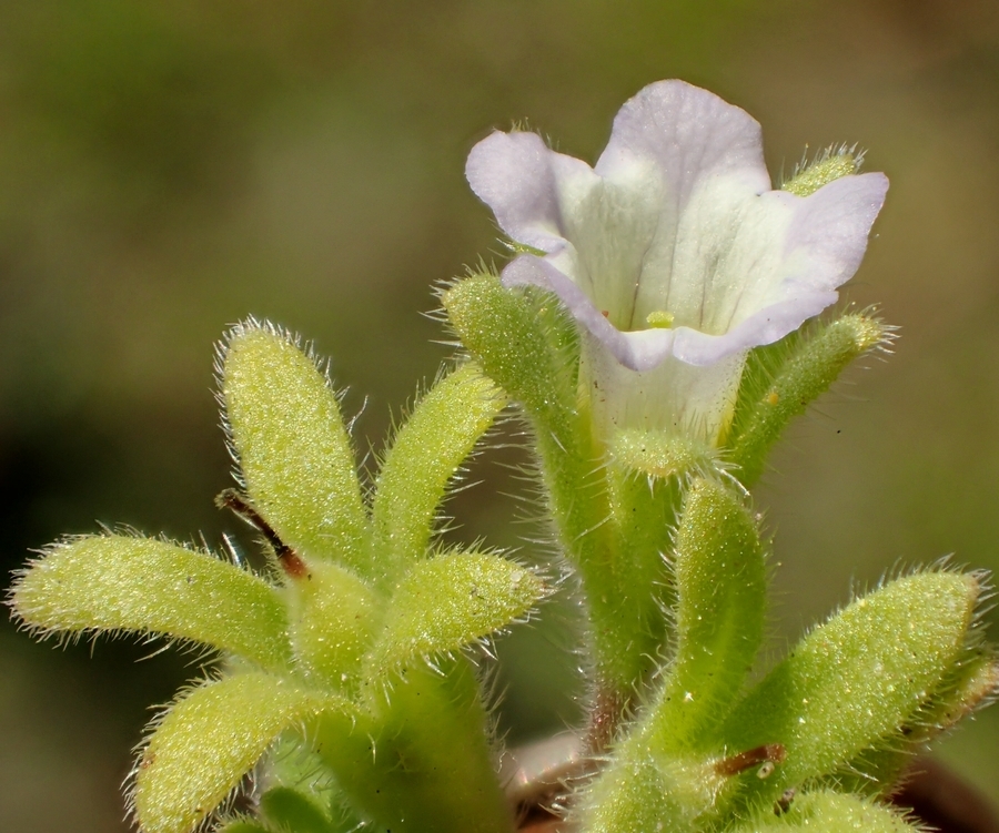 Image of <i>Nama stenocarpa</i>