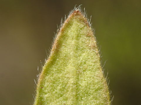 Image of <i>Nama stenocarpa</i>