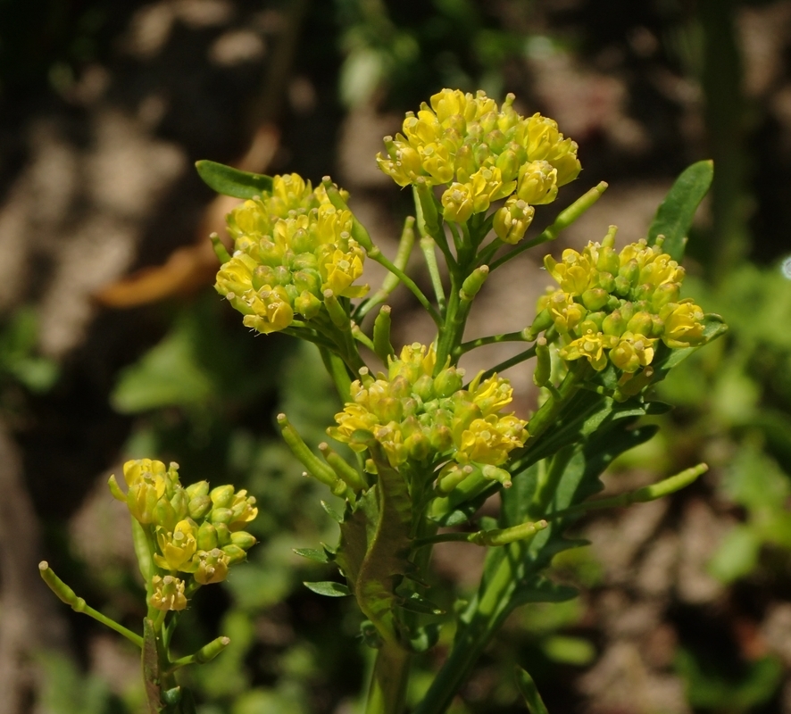 Image of <i>Rorippa <i>palustris</i></i> ssp. palustris