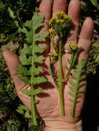 Image of <i>Rorippa <i>palustris</i></i> ssp. palustris