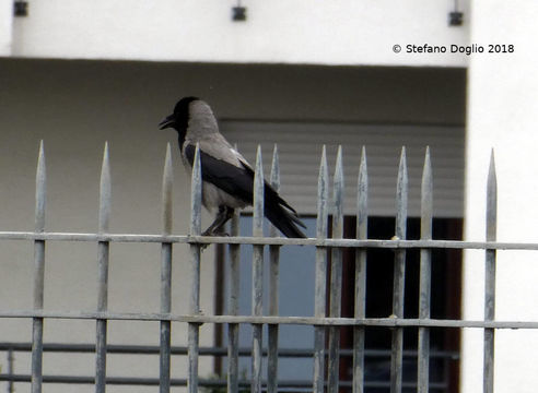 Image of Hooded Crow