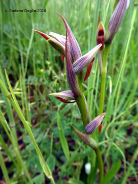 Image of Small-flowered serapias