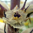 Image de Orobanche artemisiae-campestris Gaudin