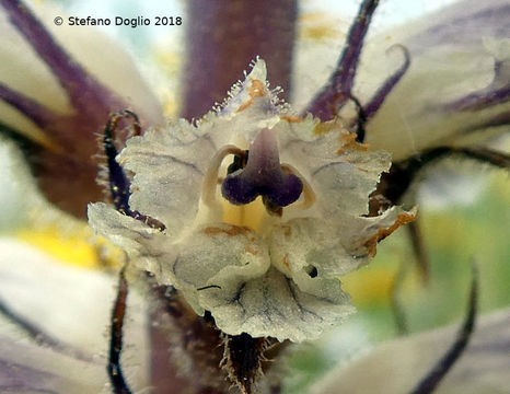 Image of Orobanche artemisiae-campestris Gaudin
