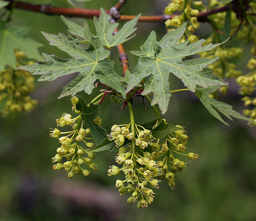 Image of bigleaf maple