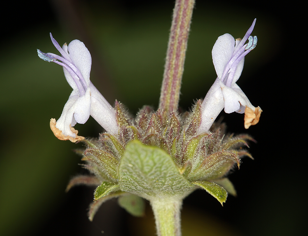 Image of black sage