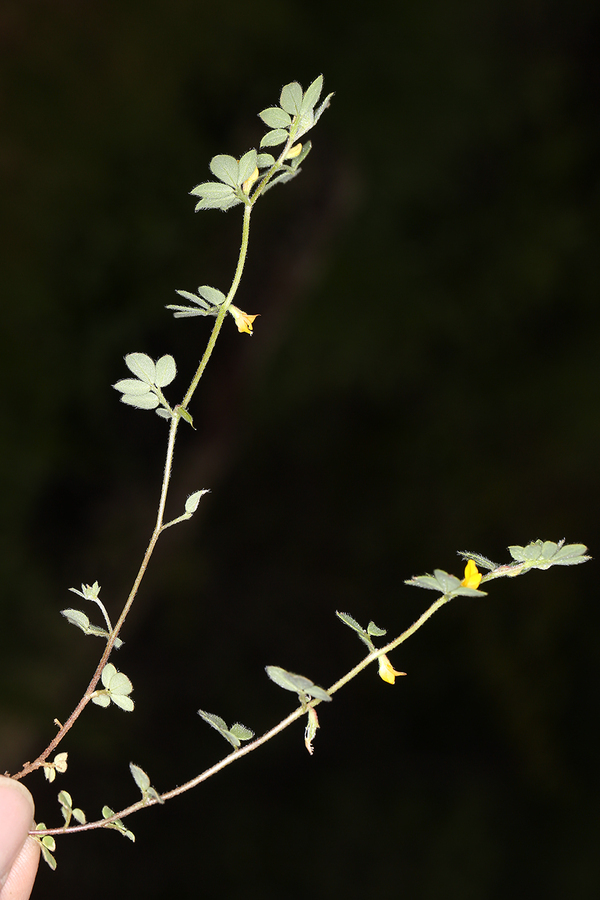 Image of foothill deervetch