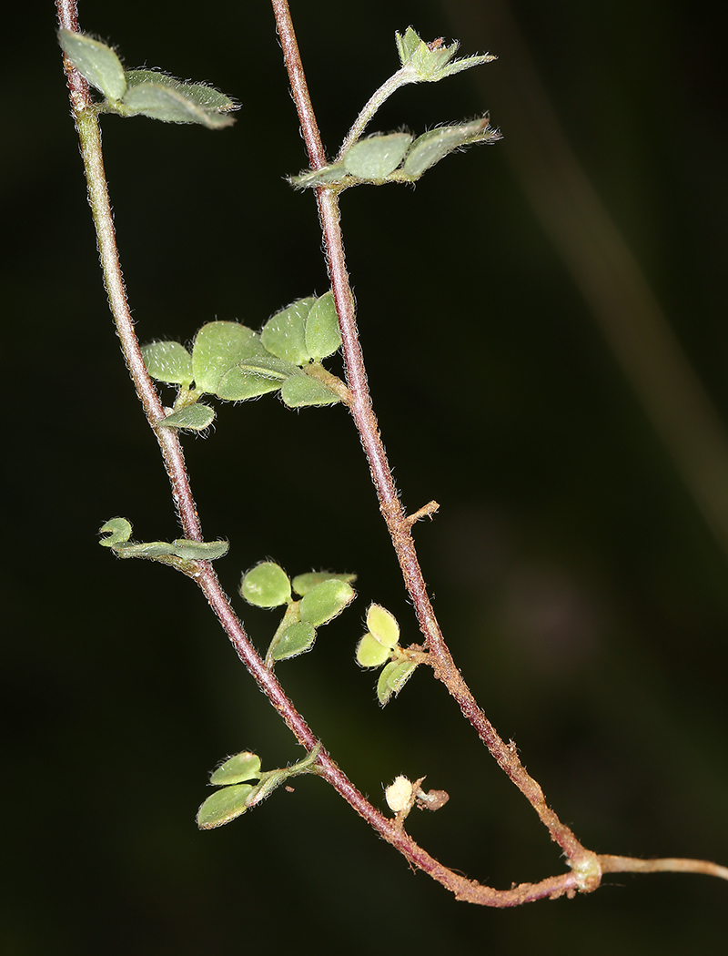 Image of foothill deervetch