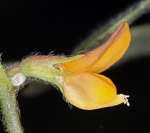 Acmispon brachycarpus (Benth.) D. D. Sokoloff的圖片