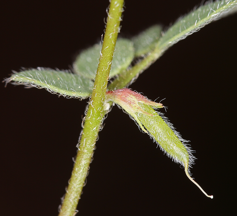 Acmispon brachycarpus (Benth.) D. D. Sokoloff的圖片