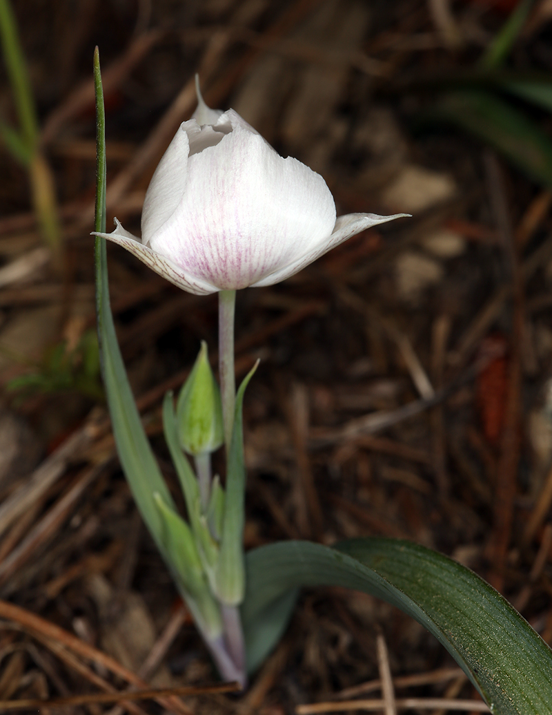 Image de Calochortus umbellatus Alph. Wood