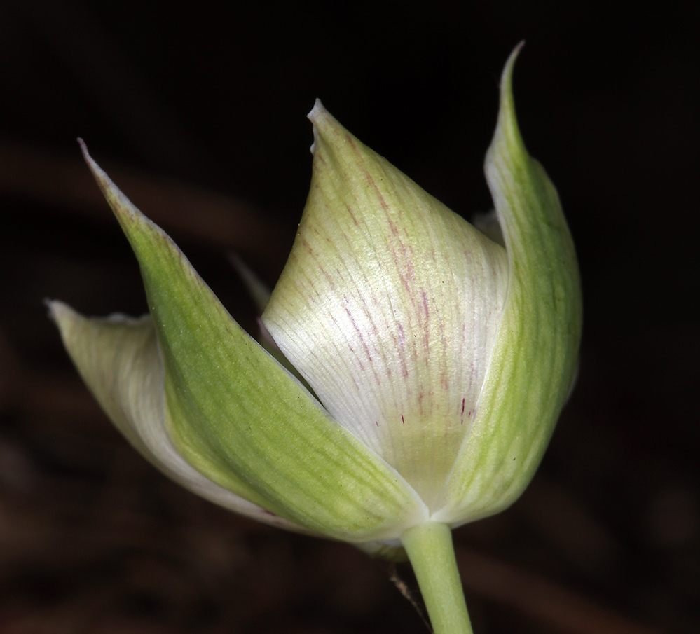 Image de Calochortus umbellatus Alph. Wood