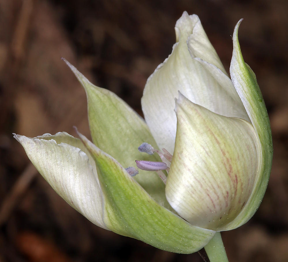 Image de Calochortus umbellatus Alph. Wood