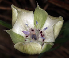 Image de Calochortus umbellatus Alph. Wood