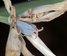 Image de Calochortus umbellatus Alph. Wood