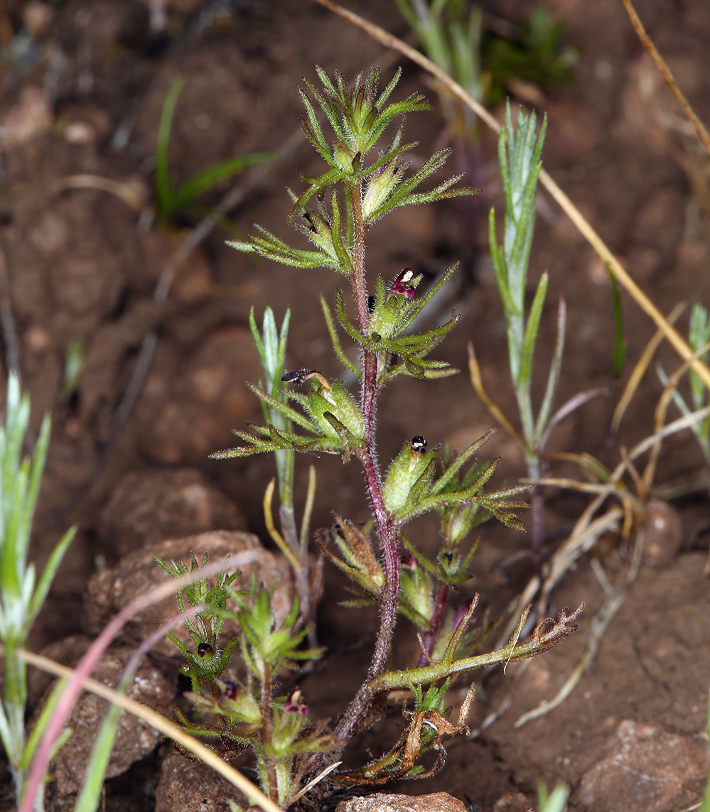 Слика од Triphysaria pusilla (Benth.) T. I. Chuang & L. R. Heckard