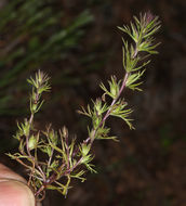 Слика од Triphysaria pusilla (Benth.) T. I. Chuang & L. R. Heckard