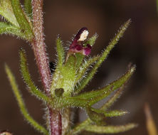 Image of dwarf owl's clover