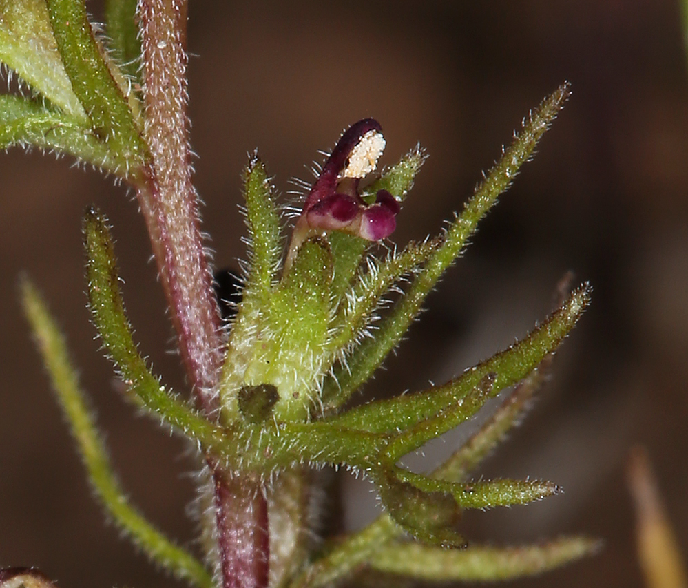 Слика од Triphysaria pusilla (Benth.) T. I. Chuang & L. R. Heckard