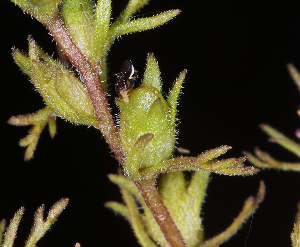 Слика од Triphysaria pusilla (Benth.) T. I. Chuang & L. R. Heckard