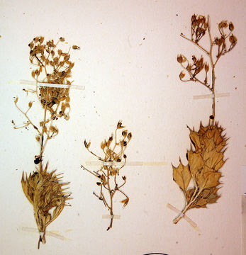 Image of Ripley's gilia