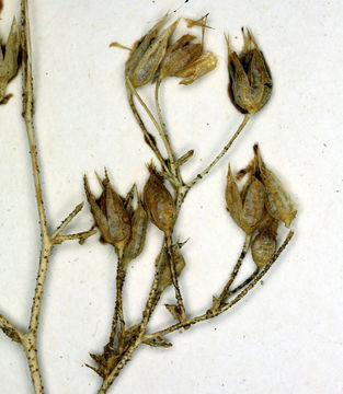 Image of Ripley's gilia