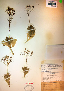 Image of Ripley's gilia