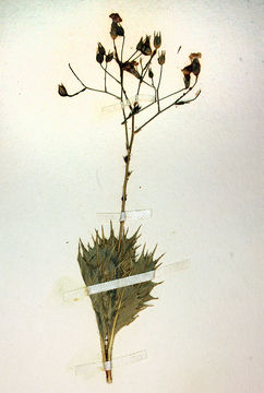 Image of Ripley's gilia