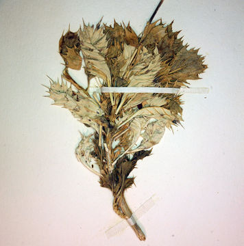 Image of Ripley's gilia