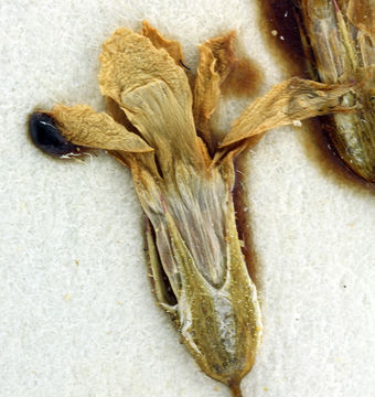 Image of Ripley's gilia