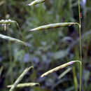 Image of North Coast semaphoregrass
