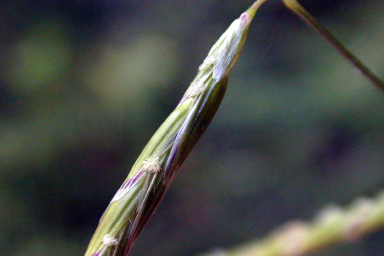 Image of North Coast semaphoregrass