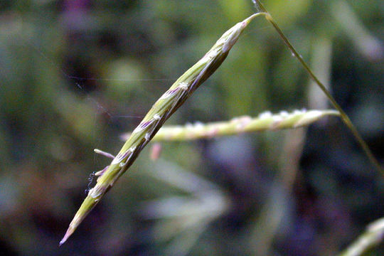 Image of North Coast semaphoregrass