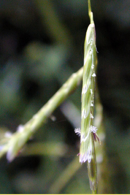 Image of North Coast semaphoregrass