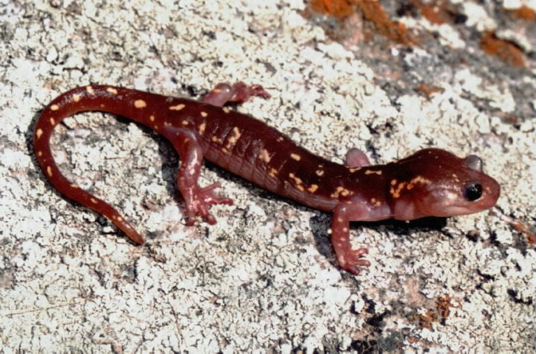 Image of Arboreal Salamander