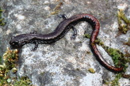 Image of Oregon Slender Salamander