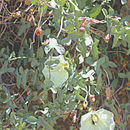 Image of Peirson's false bindweed