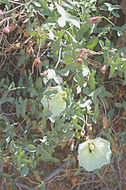 Image of Peirson's false bindweed