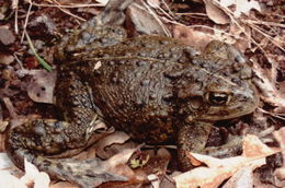 Image of western toad