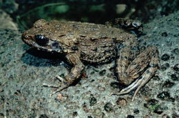 Image of Japanese Wrinkled Frog