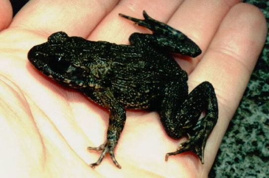 Image of Japanese Wrinkled Frog