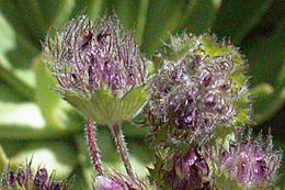Sivun Trifolium barbigerum Torr. kuva