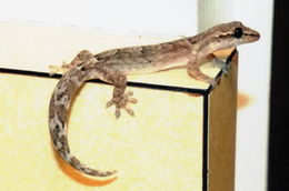 Image of Common Smooth-Scaled Gecko