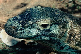 Image of Komodo Dragon