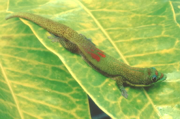 Image of Broad-tailed Day Gecko