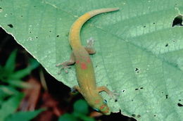 Image of Broad-tailed Day Gecko