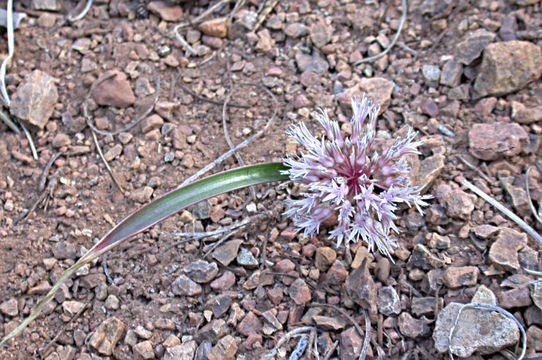 Слика од Allium hoffmanii Ownbey ex Traub