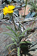 Image of Stebbins' tarweed