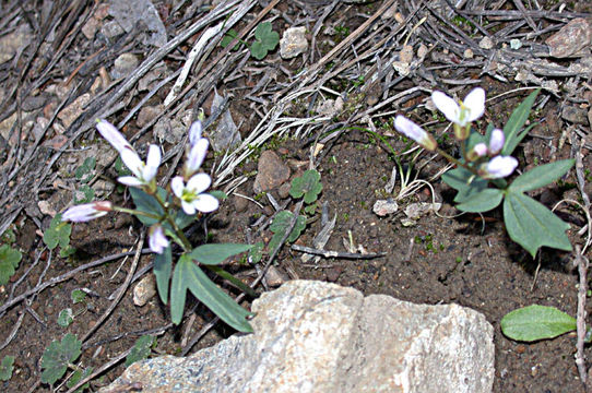 Image of Nuttall's toothwort