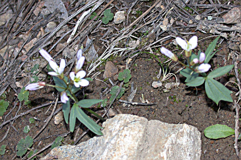 Слика од Cardamine nuttallii Greene